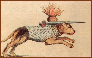 Chien en armure