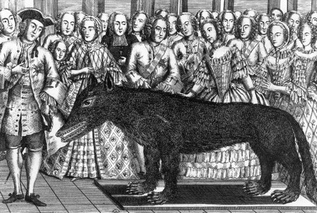 Présentation du loup des Chazes au Roi