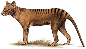 Le thylacine