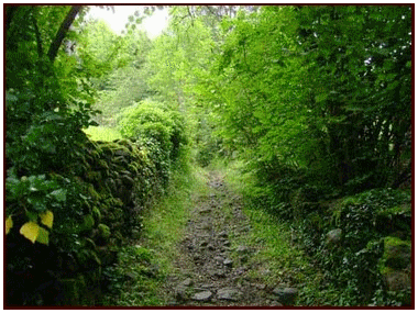 Bois des chazes