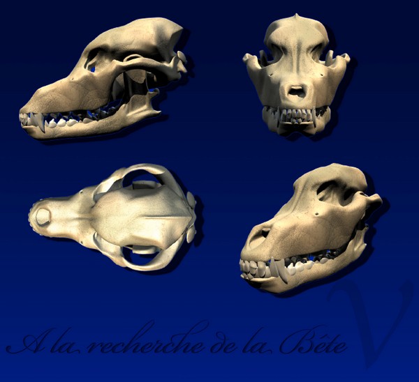 Partie 5 - Cr�ne 02